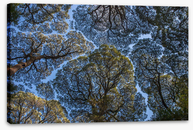 Leatherwood treescape