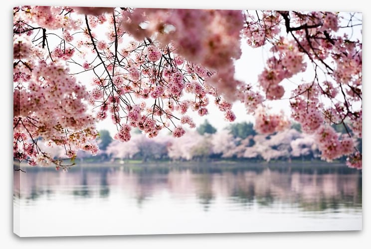 Cherry blossoms on the lake