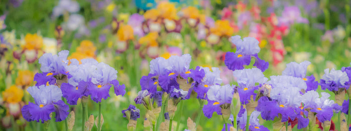 Bearded iris bloom