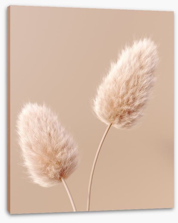 Two fluffy flowers