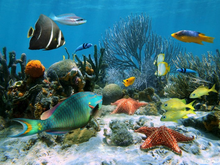 Blue coral school