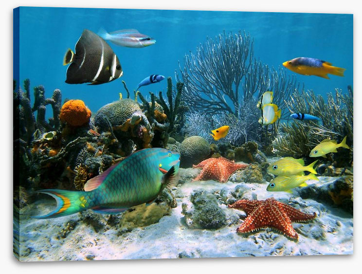 Blue coral school