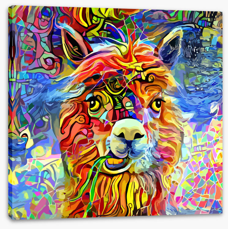 Kooky alpaca