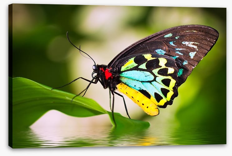 Birdwing balance
