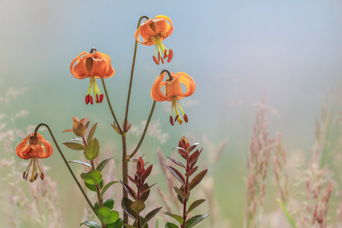 Tiger lily time
