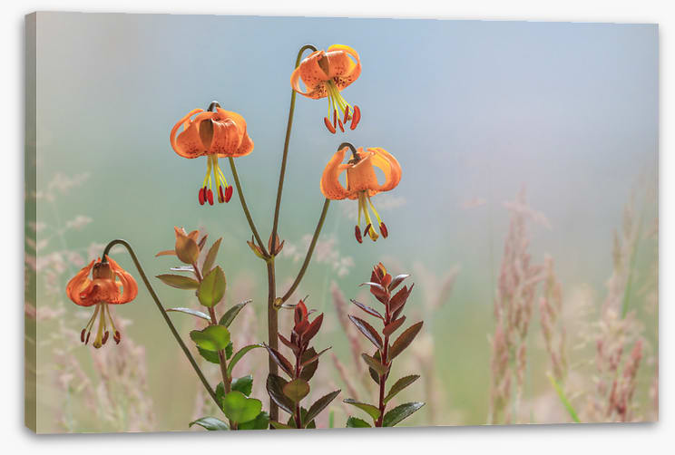 Tiger lily time