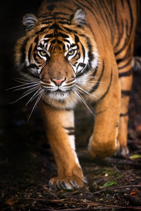 Stalking tiger