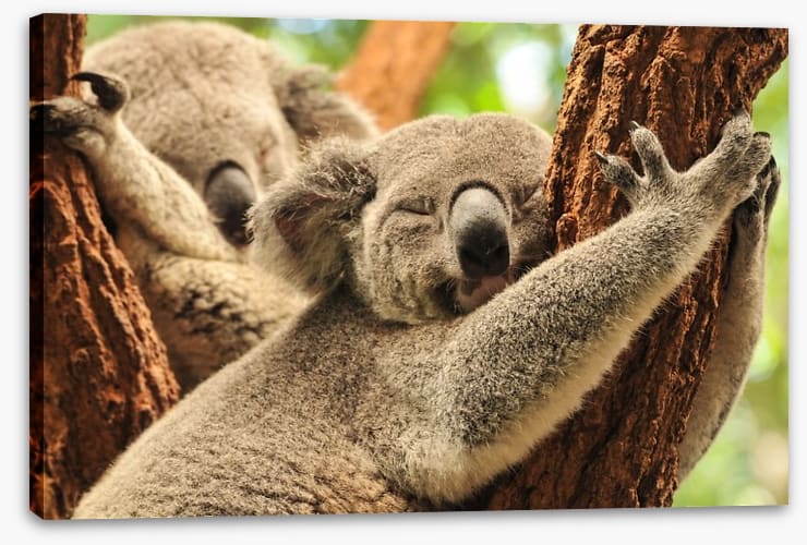 Together we snooze