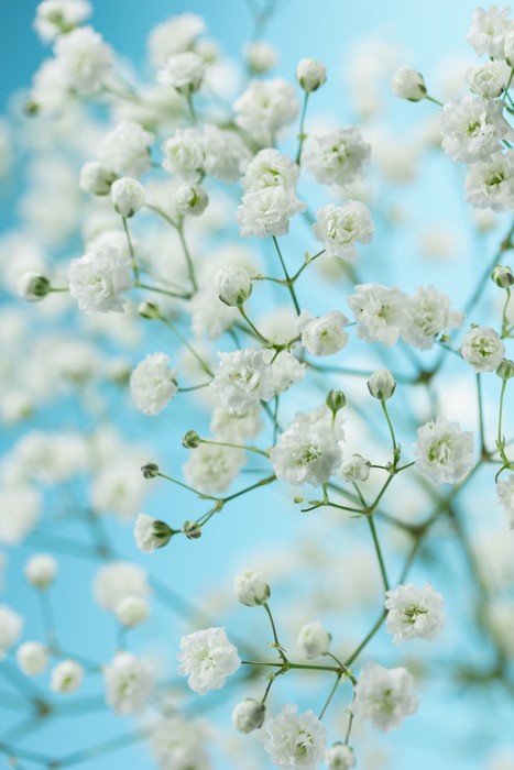 Baby breath blossom