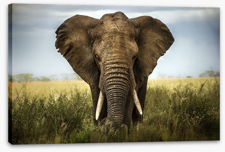 Elephant in the grass