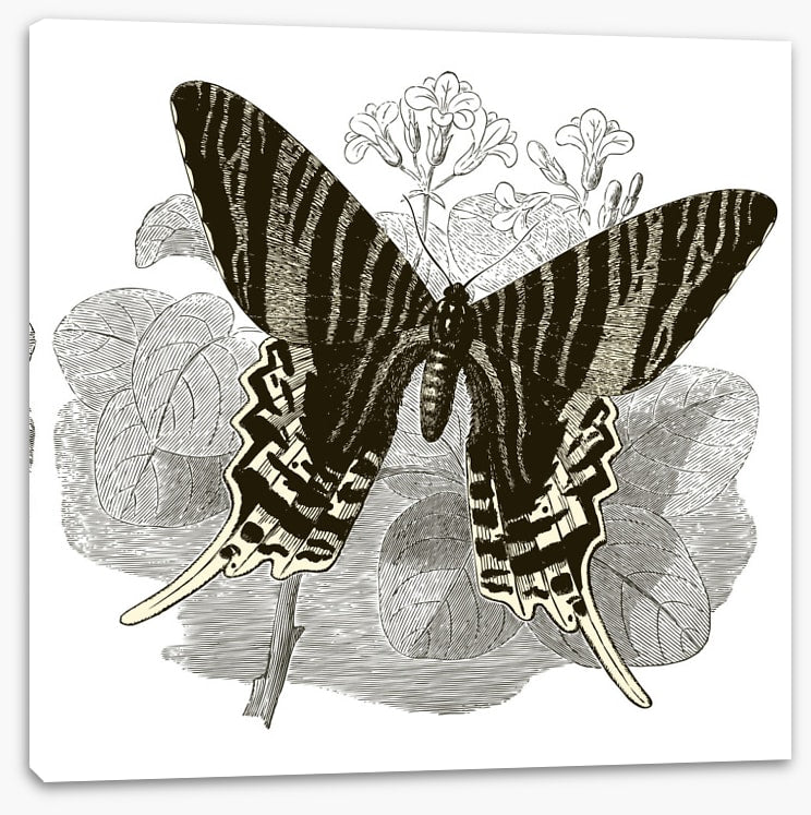 Butterfly stripes