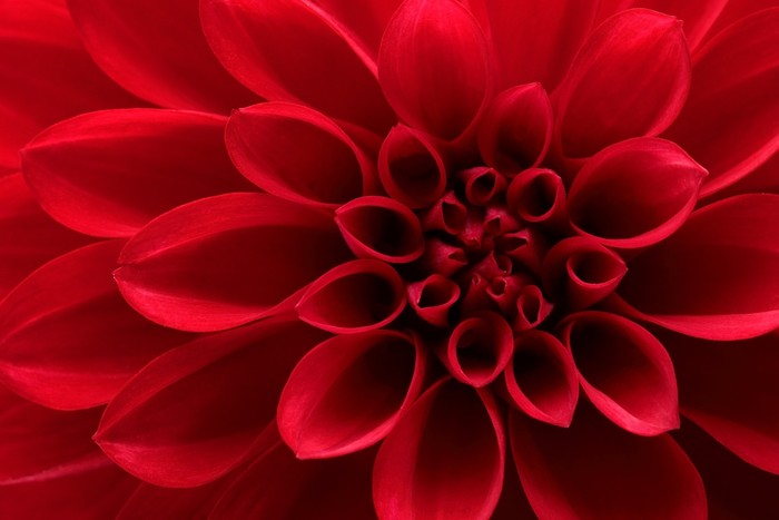 Red dahlia delight