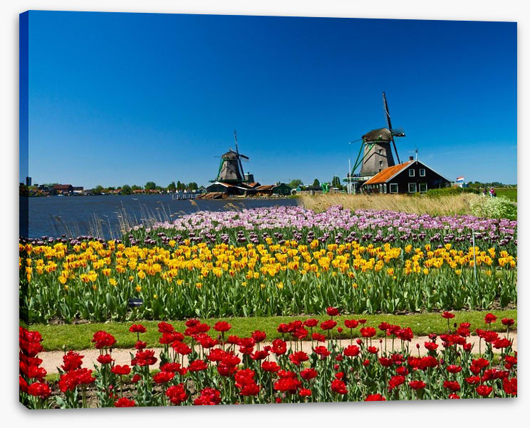 Behind the tulips