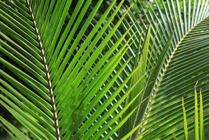 Leaves