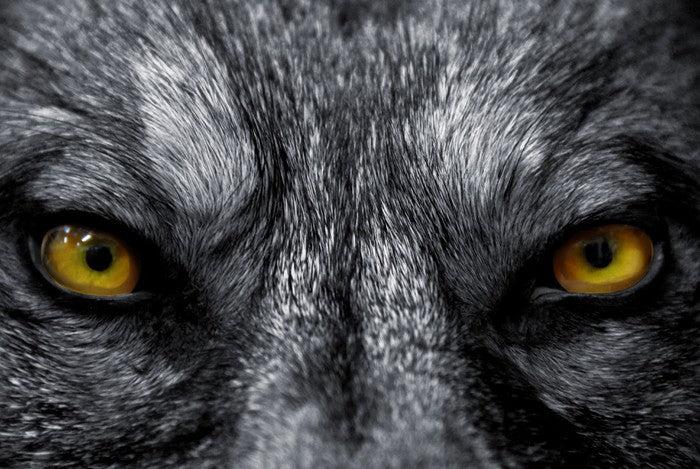 Eyes of the alpha