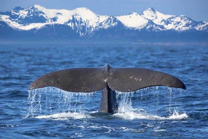 Whale tail wave