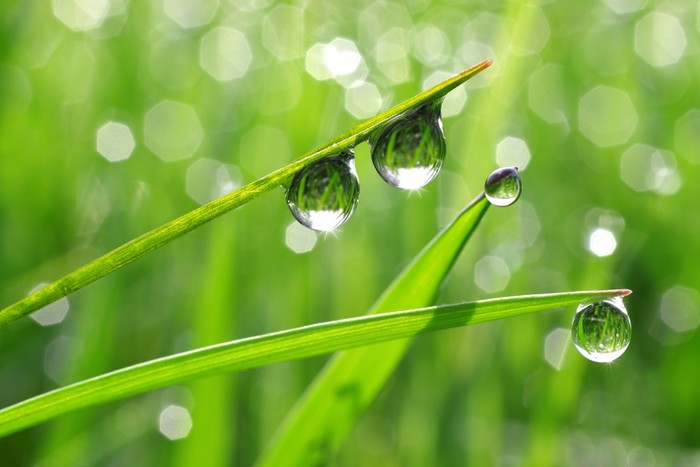 Dew drops