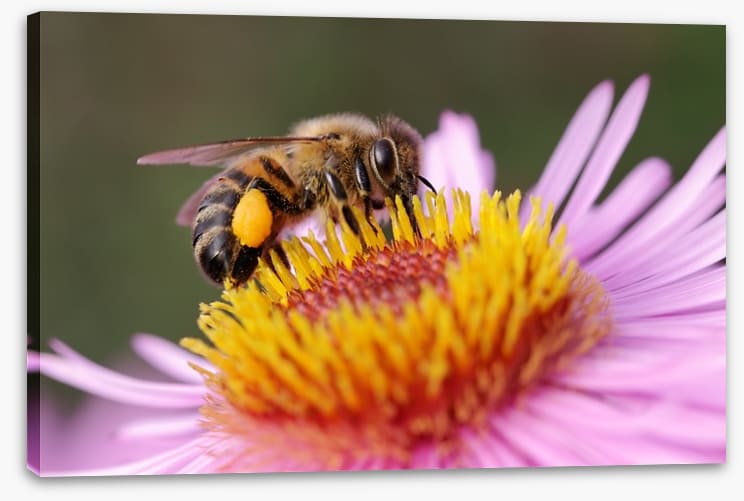 Insects