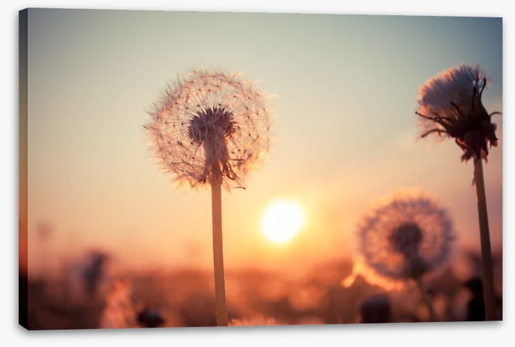 Dandelion sunset