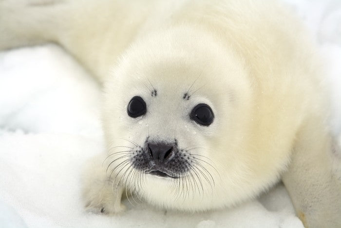Soulful harp seal pup