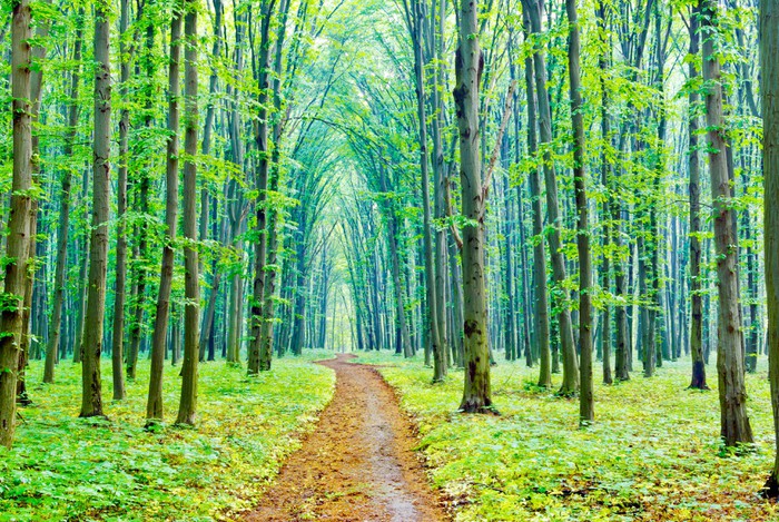Vibrant spring in the forest