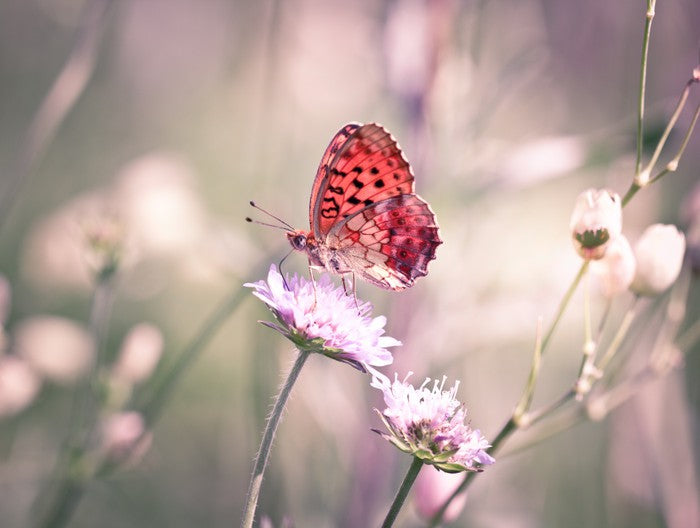 Fluttering on the wildflower