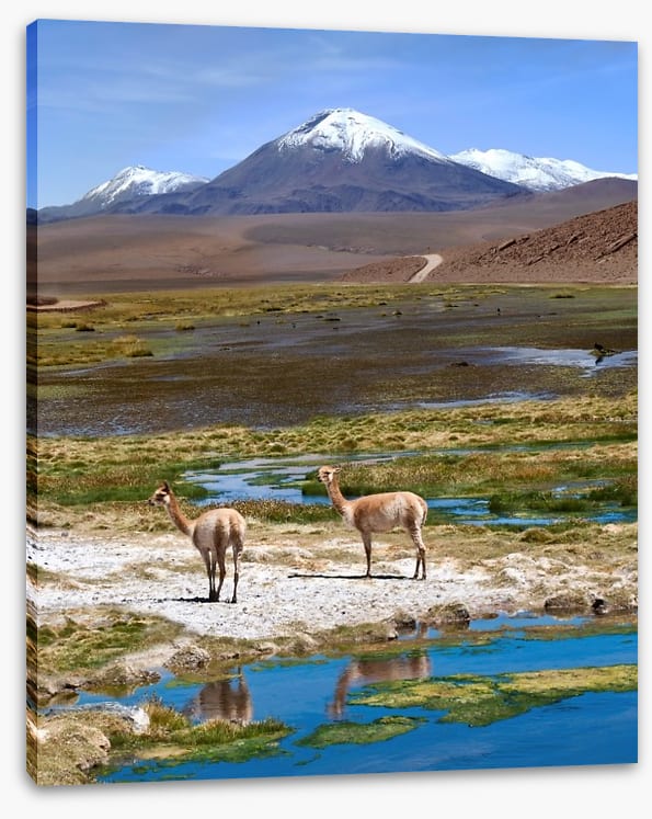 Atacama vicuñas