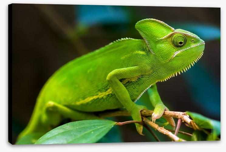 Reptiles / Amphibian