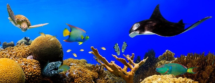 Ray in the reef