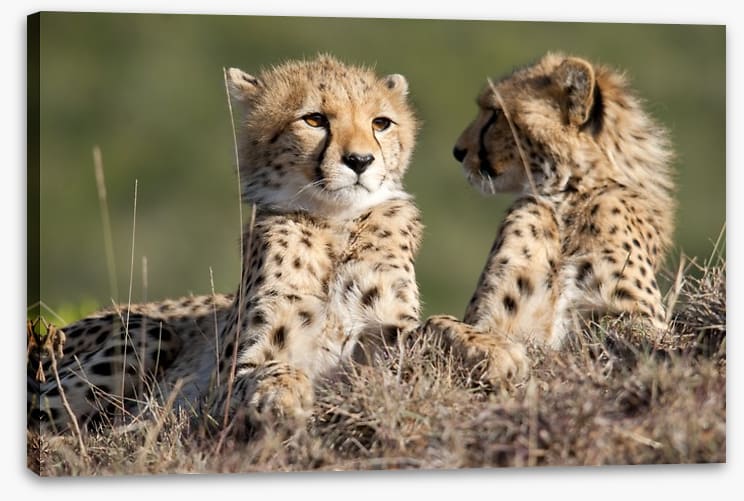 Cheetah brothers