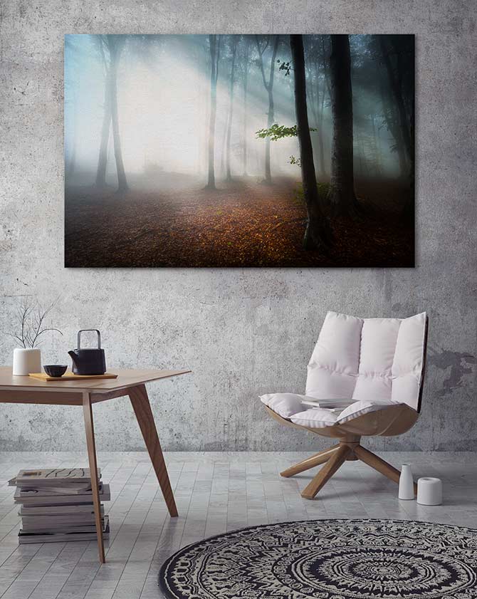 Fog in the forest