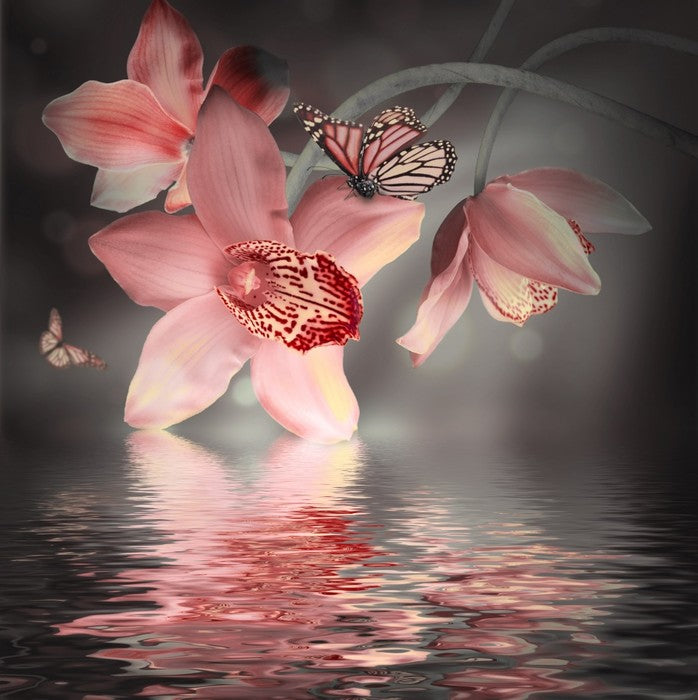 Orchid and butterfly reflections