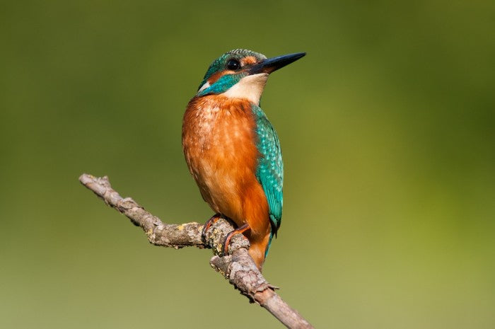 Patient fisherman