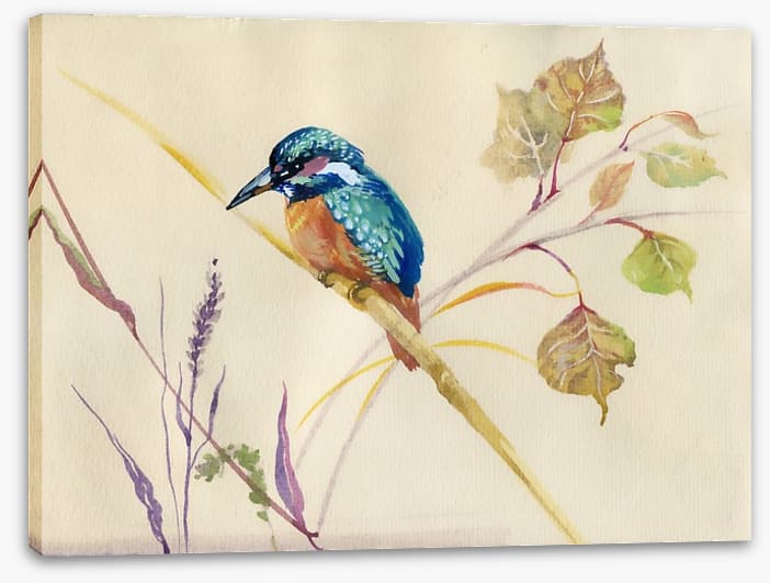 Common Kingfisher