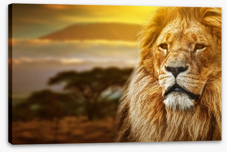 Mount Kilimanjaro lion