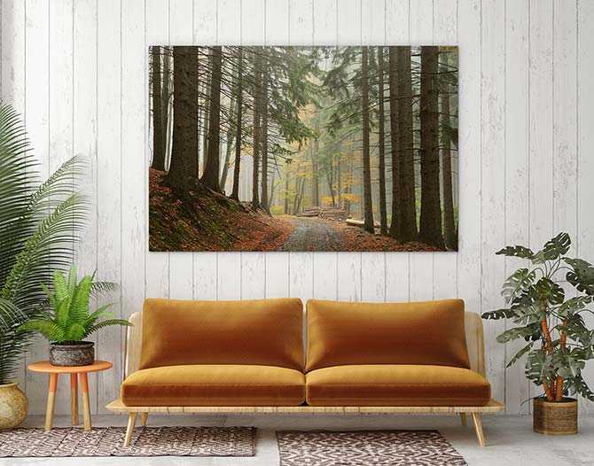 Path through the conifers