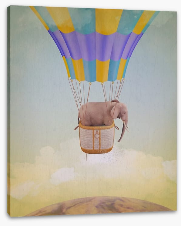 Elephant adrift