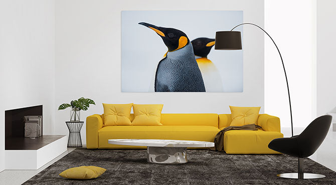 King penguins