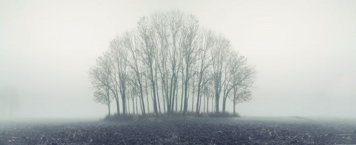 Copse through the mist