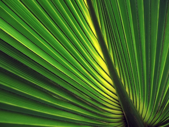 Iridescent palm