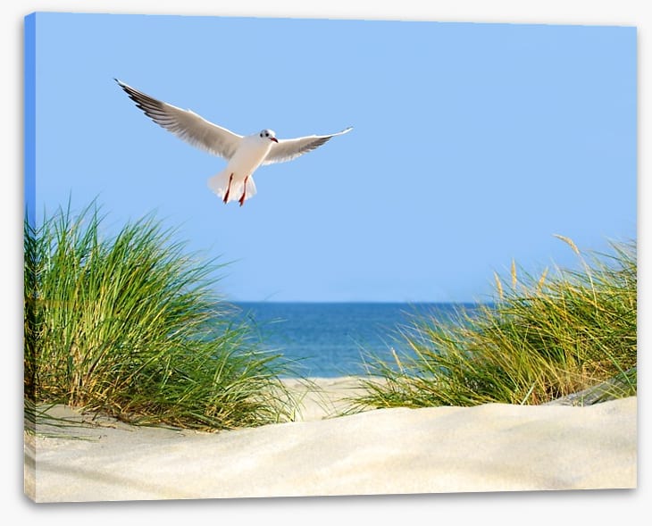 Sand dunes and seagull