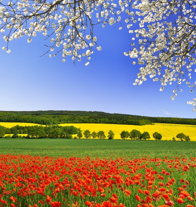 Canola and poppies