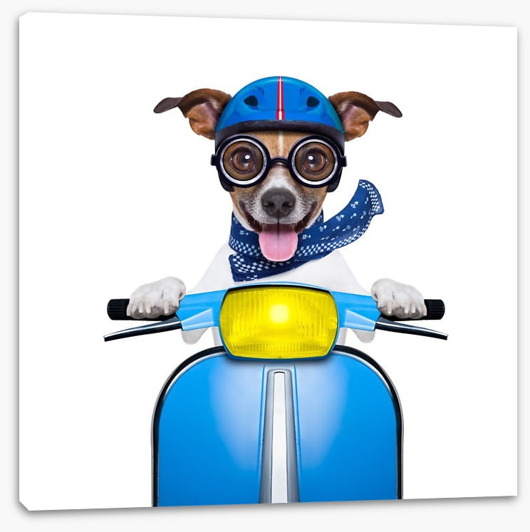 Delivery dog