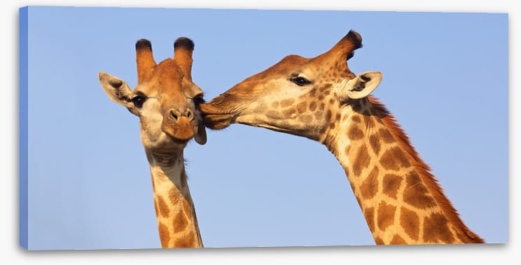 Giraffe kiss