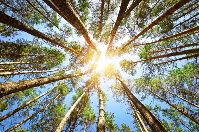 Sky reach sunlight
