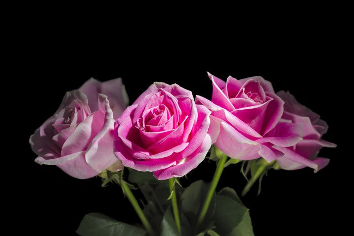 A rosy romance