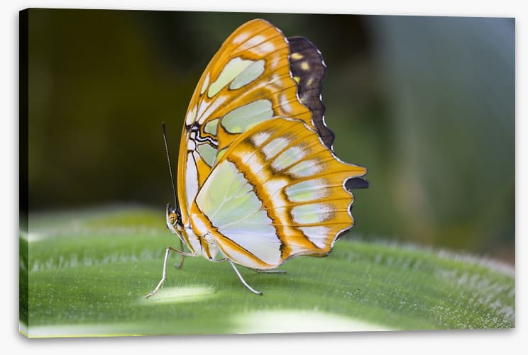 Insects