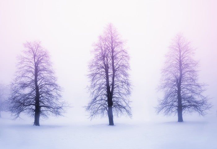 Three winter trees