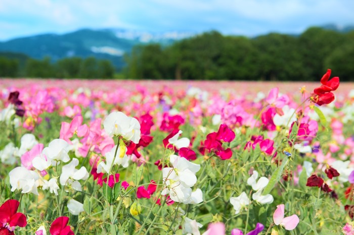 Spring meadow