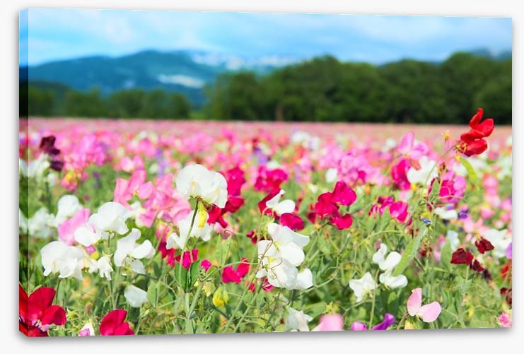 Spring meadow